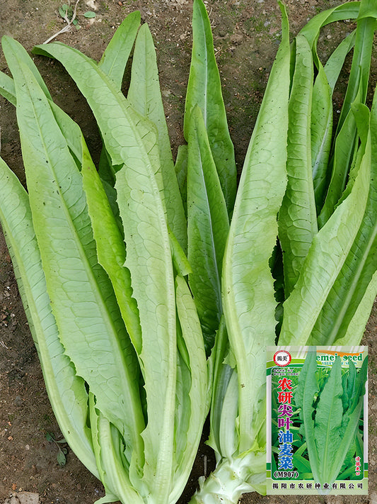 Nongyan Pointed-Leaf Romaine Lettuce