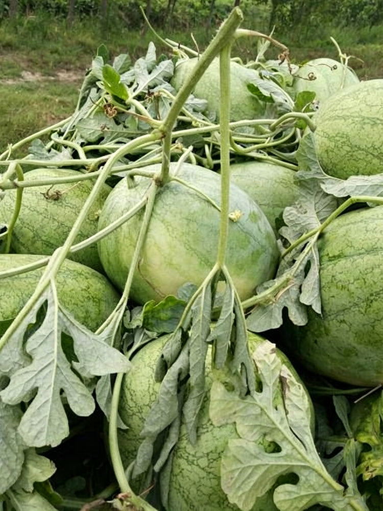 Green Phoenix F1 Giant Watermelon