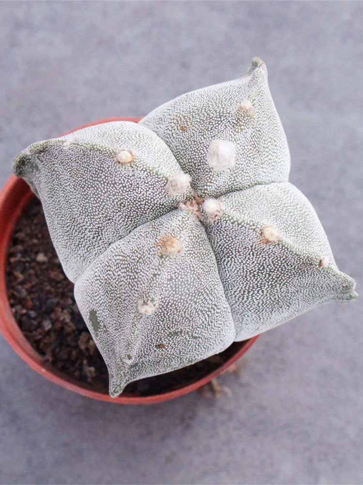 Astrophytum myriostigma quadricostatum