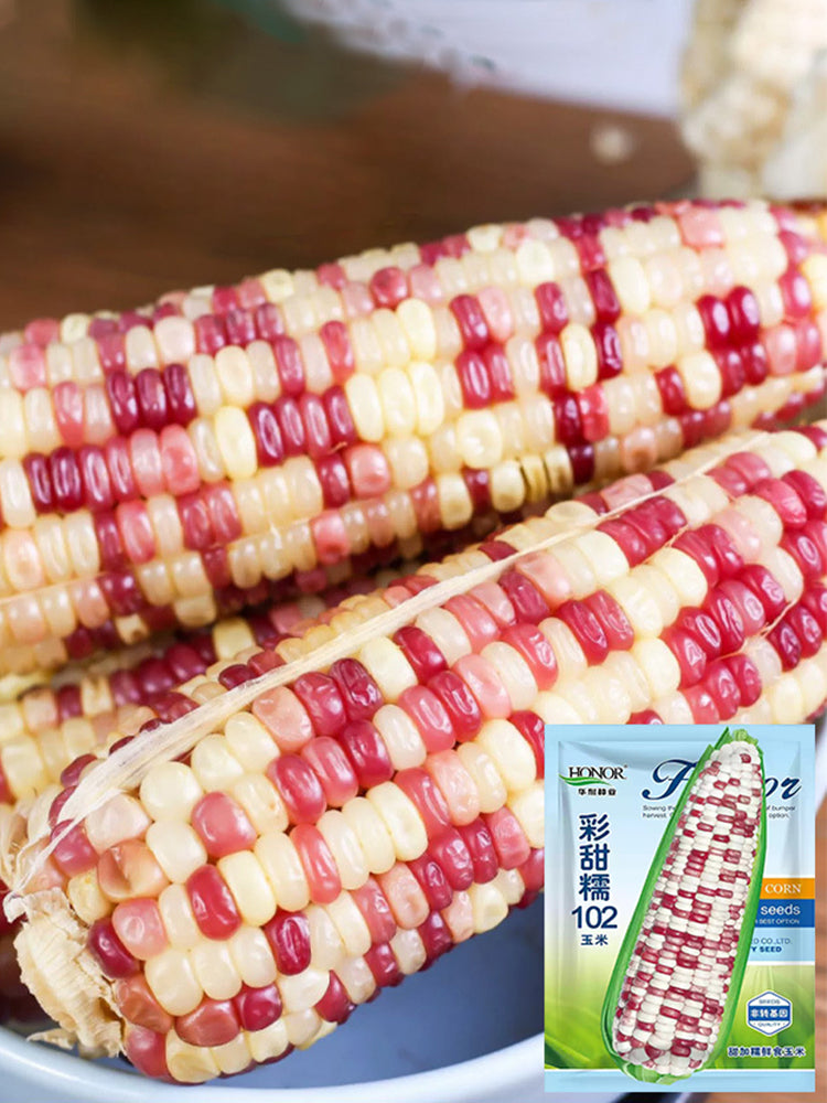 Color Sweet-waxy Corn No.102