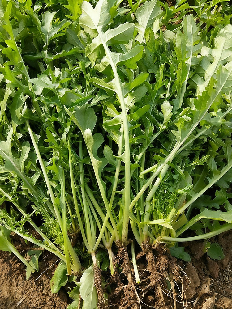 Arugula (Eruca vesicaria)