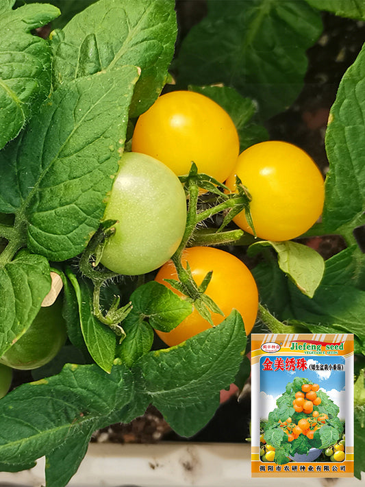 'Jinmeixiuzhu' Cherry Tomatoes