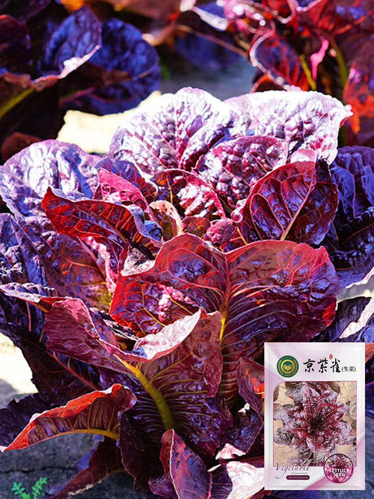 'Jing Zique' Lettuce