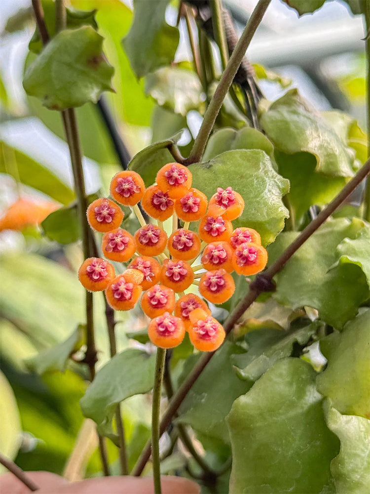 Hoya endauensis Unrooted Stem Cuttings