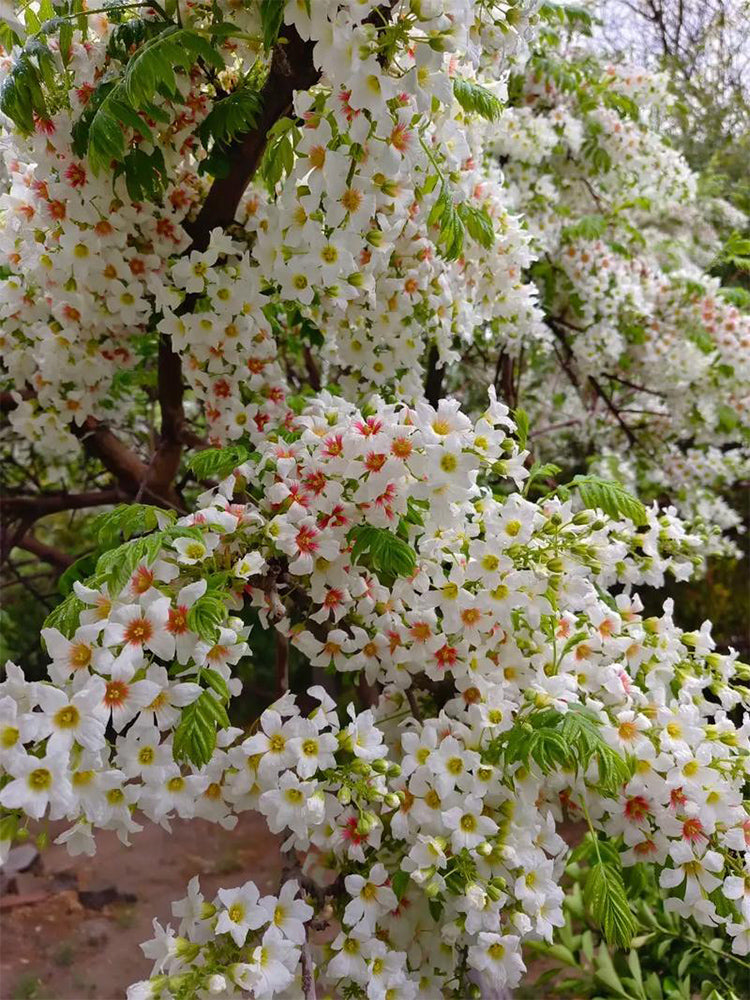 Xanthoceras sorbifolium Bunge
