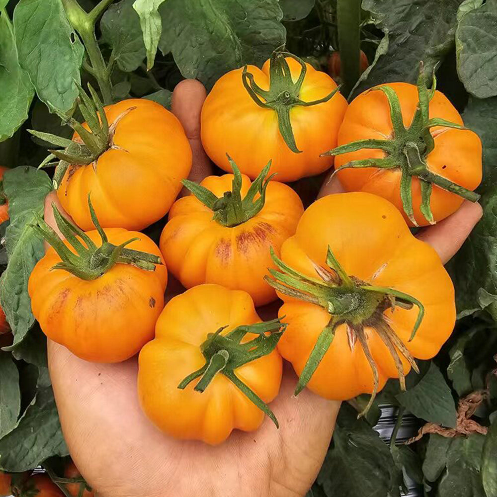766 Summer Temptation Tomato