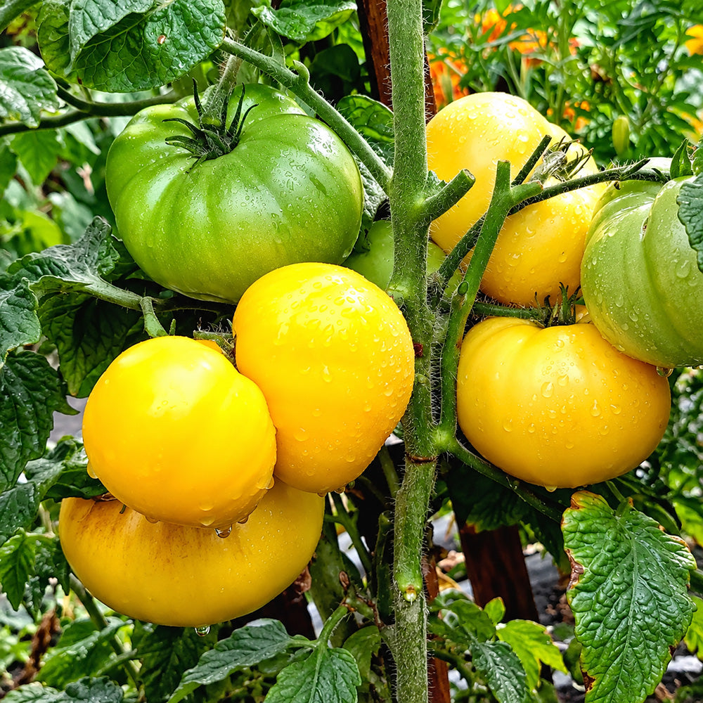 243 Dwarf Goldfinch Tomato