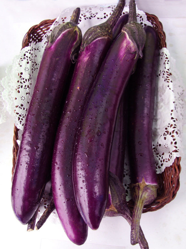 Zilong No.1 Eggplant