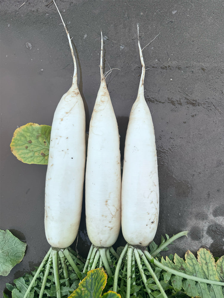 "Hakudaikon" Radish