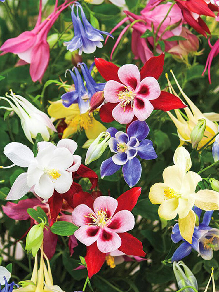Hezhichun Aquilegia 'Cat's Paw Mix'