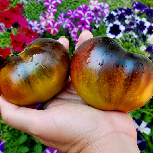 661 Happiness F6 Tomato
