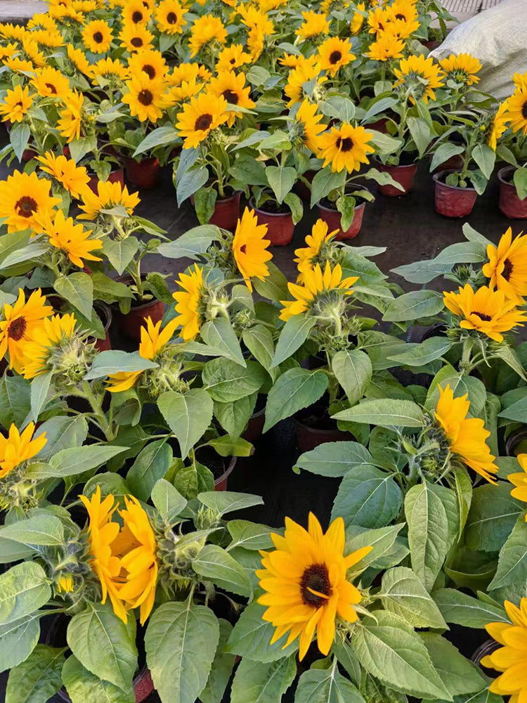 Dwarf Potted Sunflower