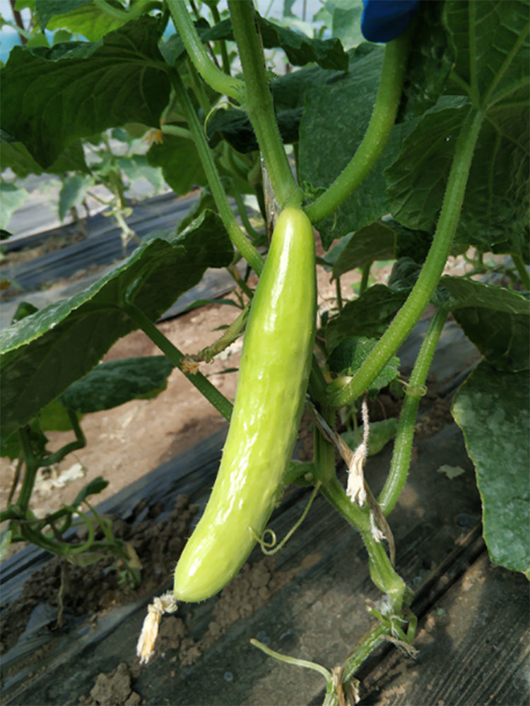 Crispy Jade Fruit Cucumber