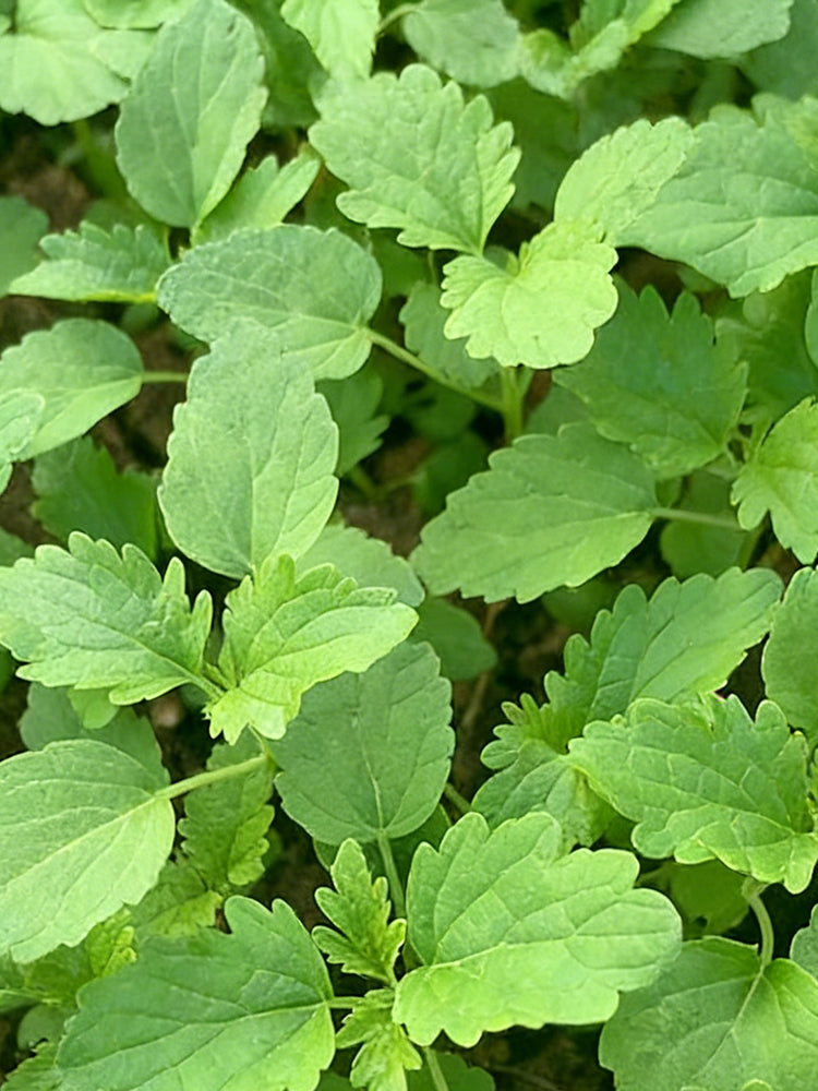 'Jiemei' Improved Motherwort
