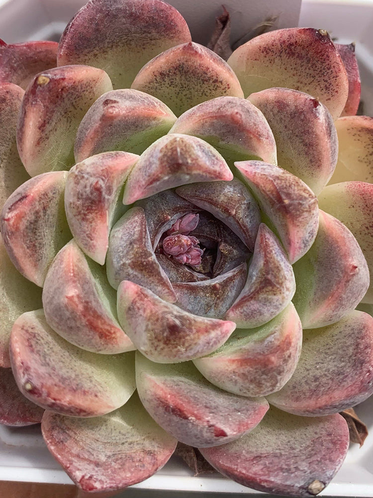 Echeveria cv. 'Purple Fairy'‌