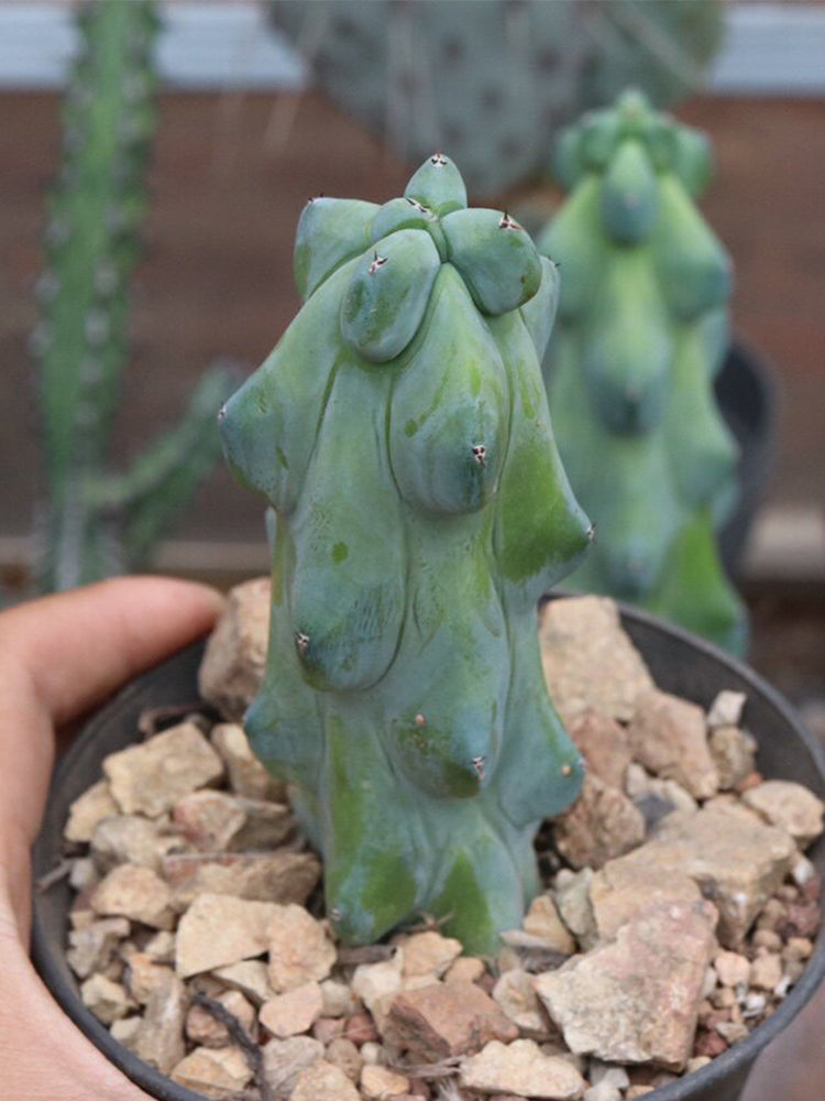 Myrtillocactus geometrizans 'Fukurokuryuzinboku'