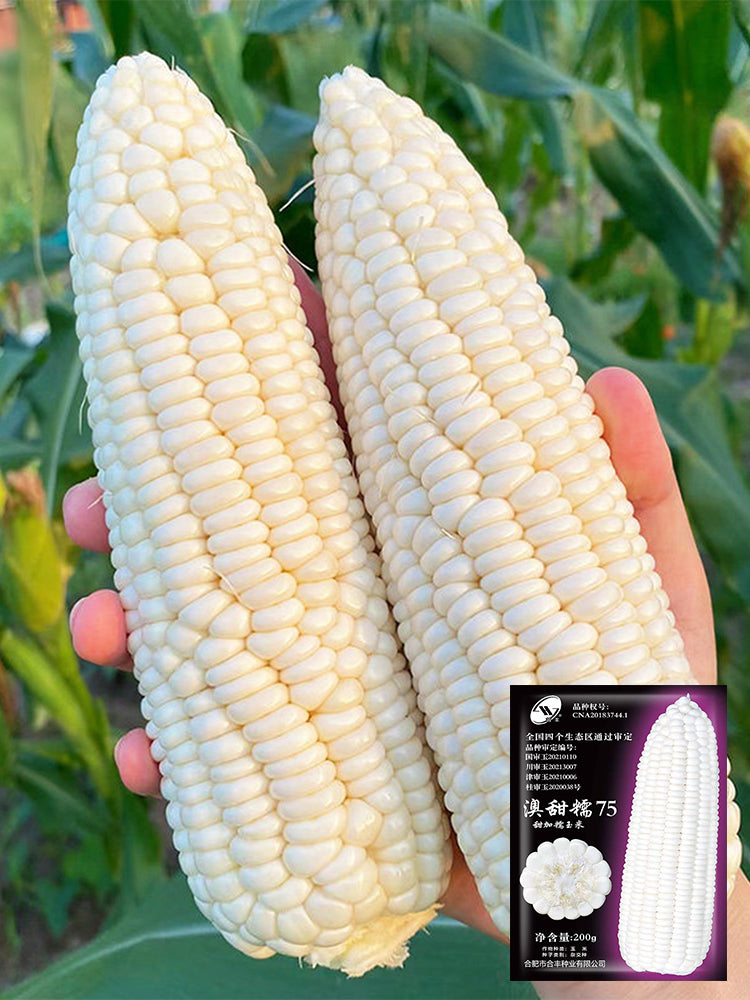 Aotiannuo 75 Sweet Waxy Corn
