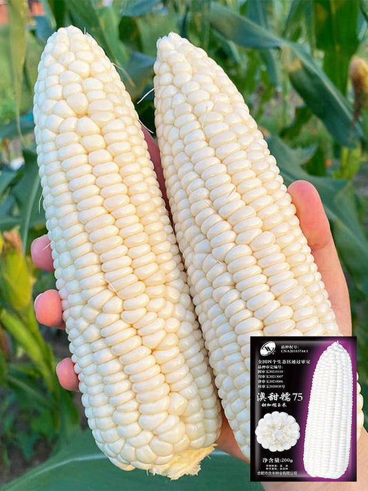 Aotiannuo 75 Sweet Waxy Corn