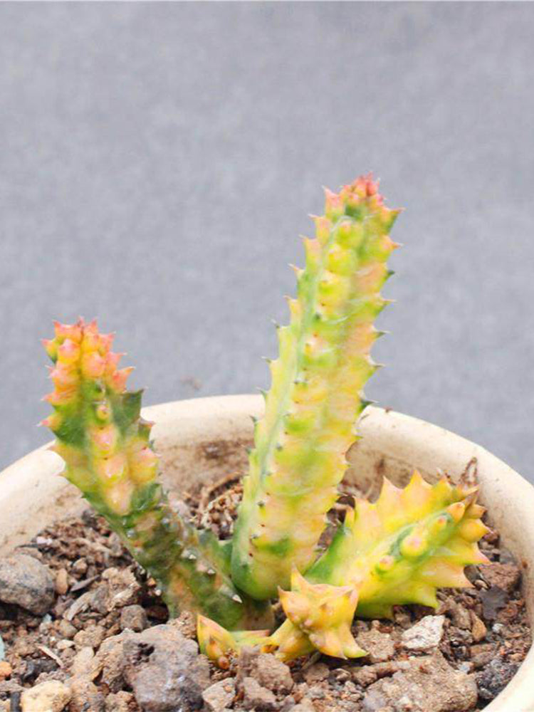 Variegated Huernia zebrina 'Lifesaver'