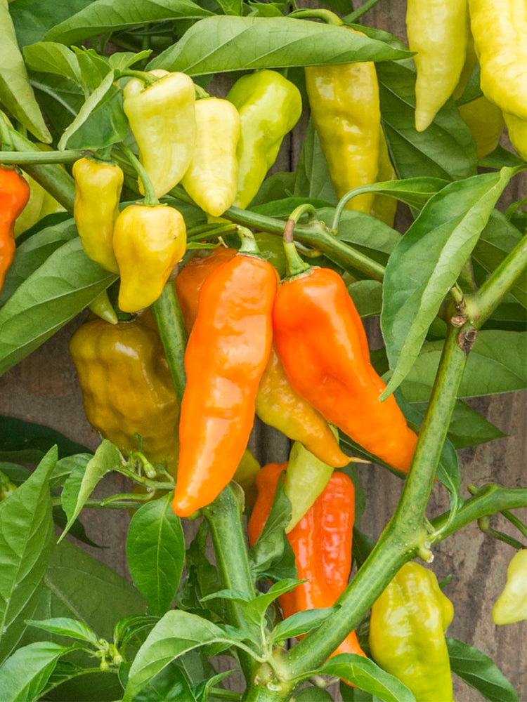 Habanada Sweet Pepper