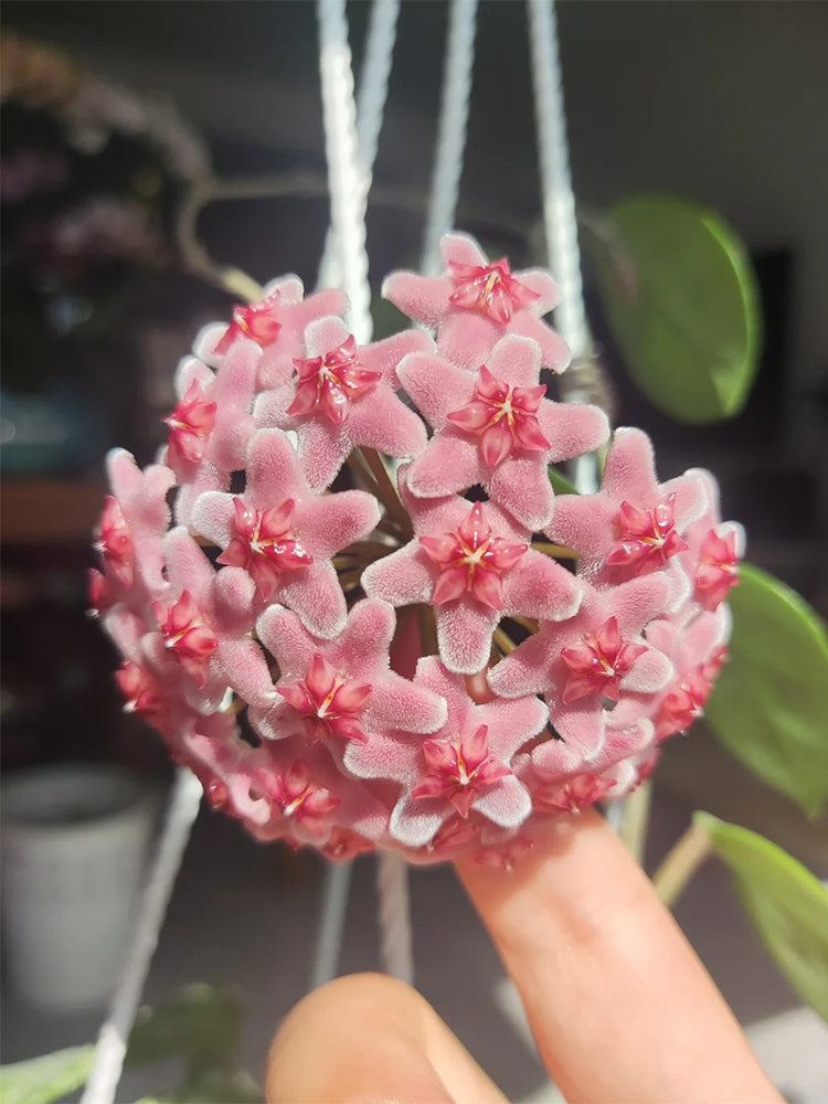Hoya carnosa 'Freckles Splash' Unrooted Stem Cuttings