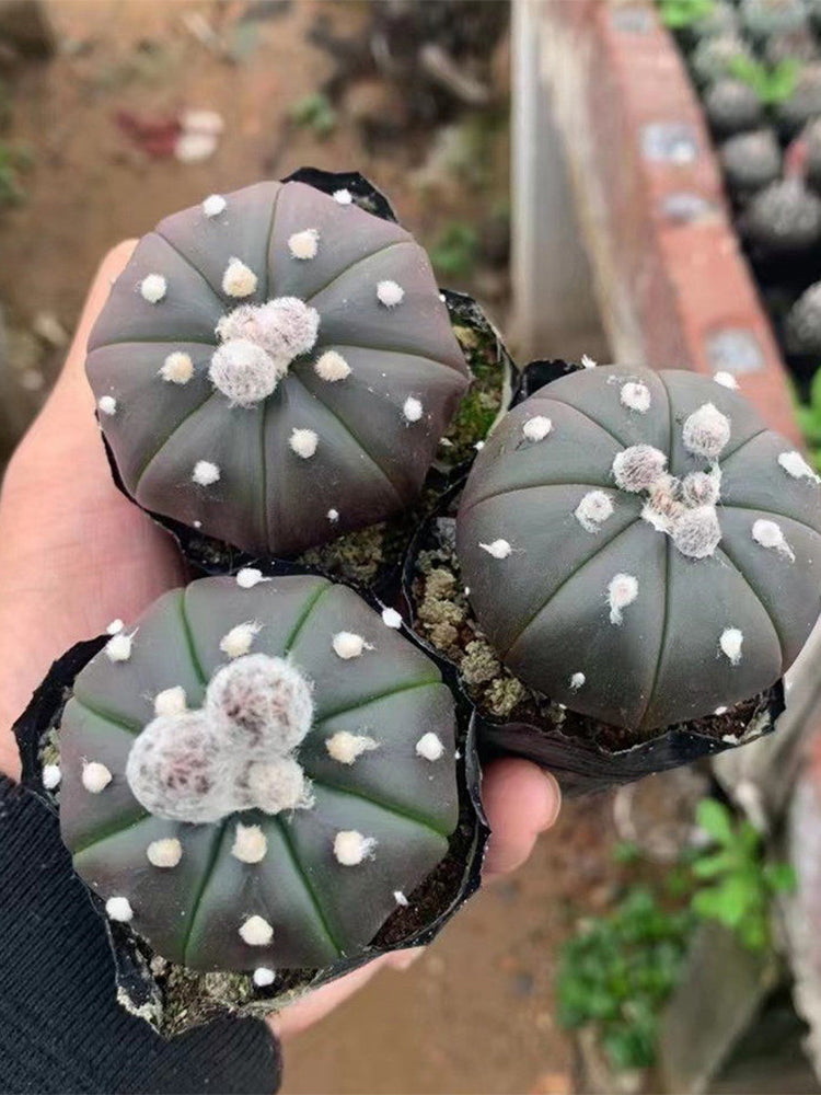 Astrophytum asterias 'Purple Skin'