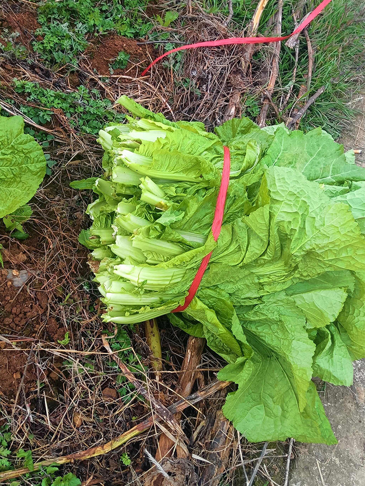 Sweet-Crispy Bamboo Mustard Green