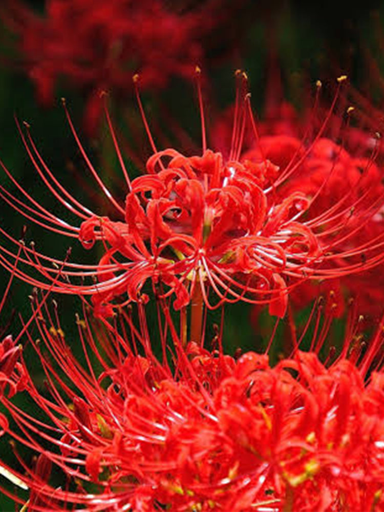 Red Spider Lily