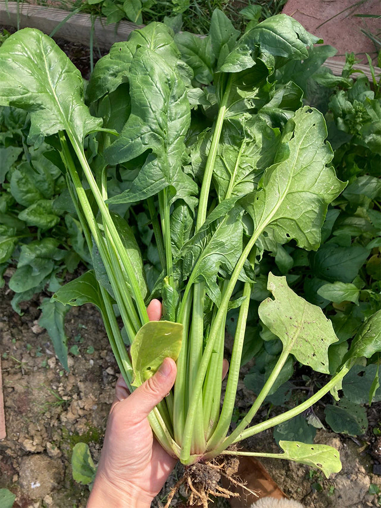 Japanese Large-Leaf Spinach