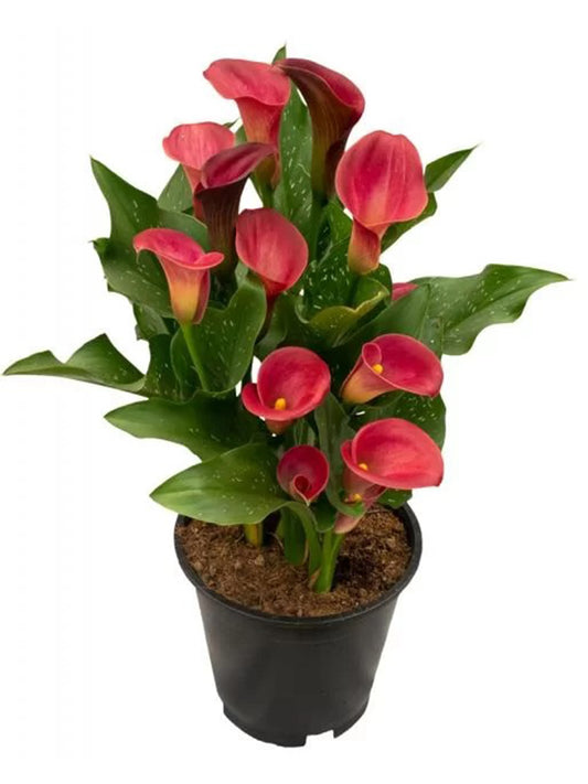'Happy Art' Calla Lily