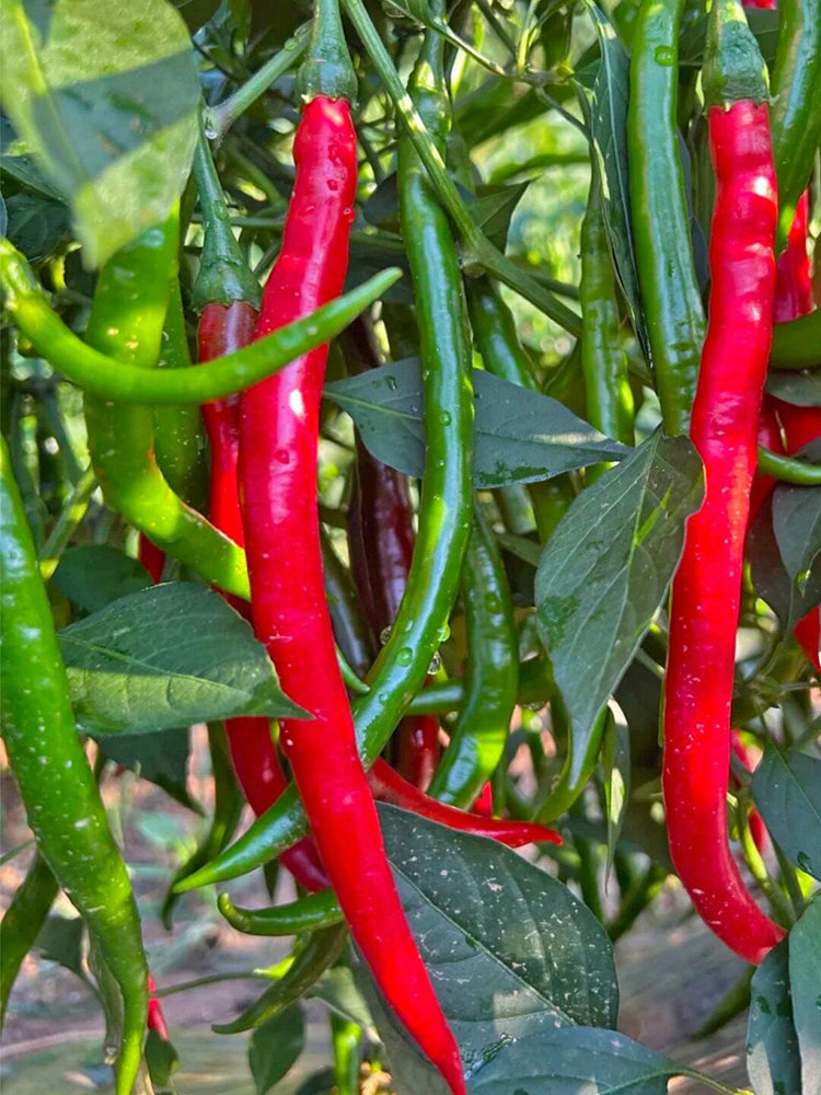 Spicy Red Line Pepper