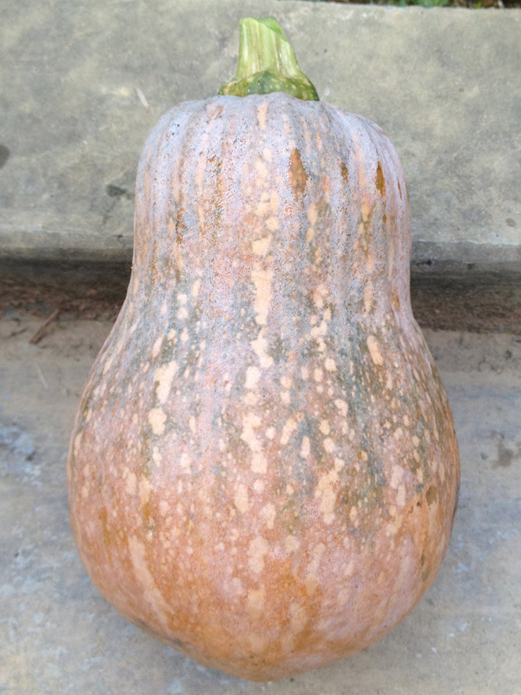 Honey Aroma Mini Pumpkin