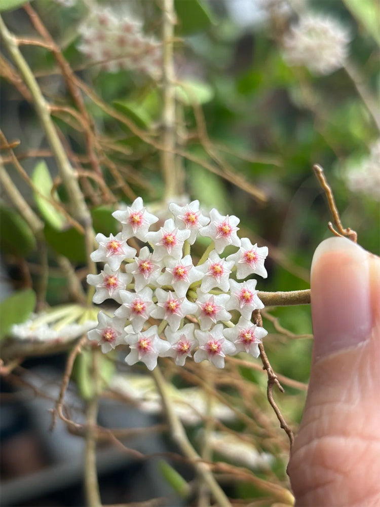 Coin Leaf Hoya Stem Cuttings