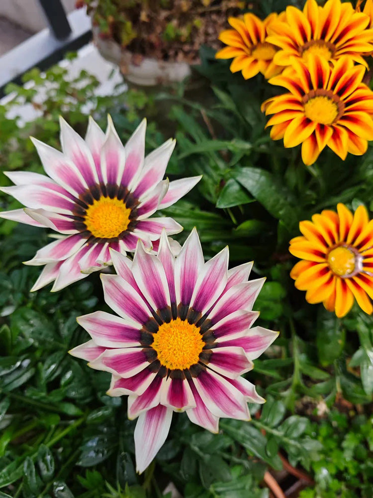 Gazania