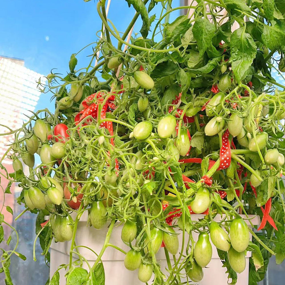 606 Eden No. 3 Dwarf Cherry Tomato