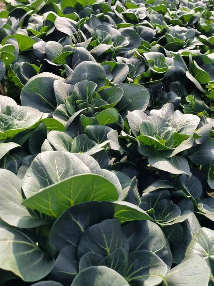 'Meijiaqi' Suzhou Dwarf Pak Choi