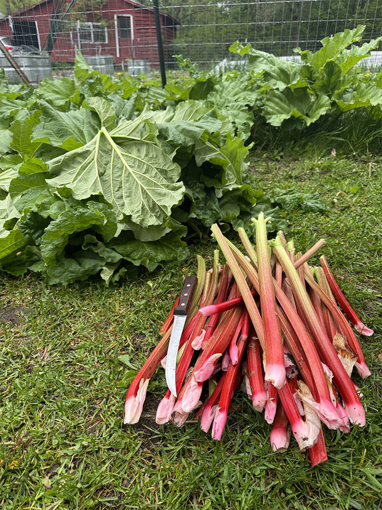 Garden Rhubarb