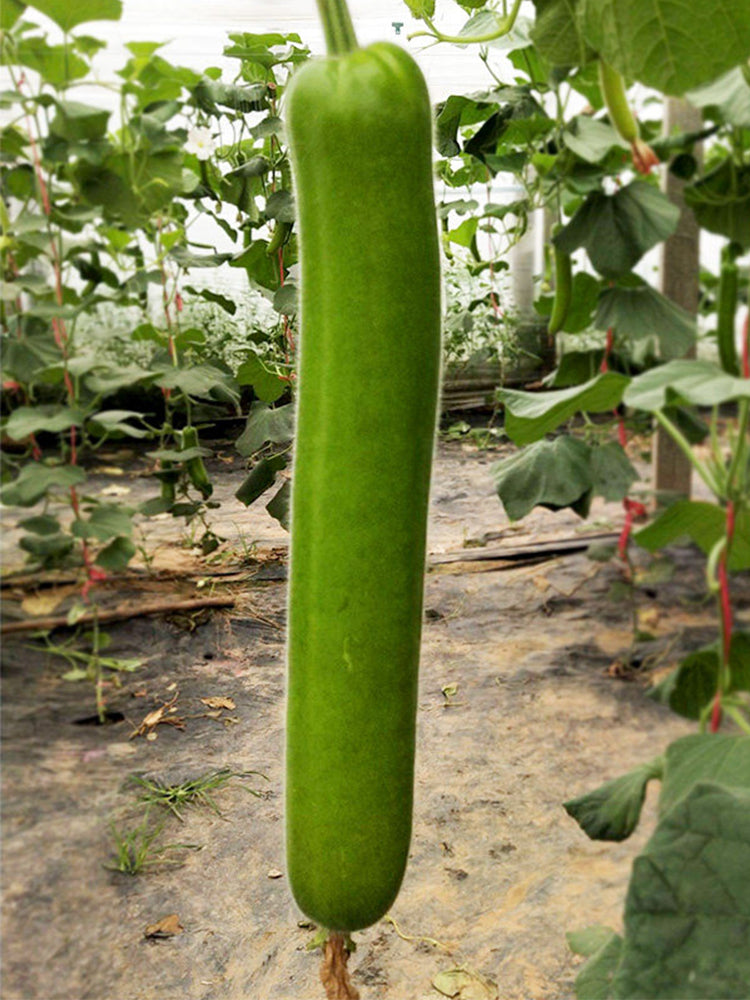'Zhepu No.6' Bottle Gourds