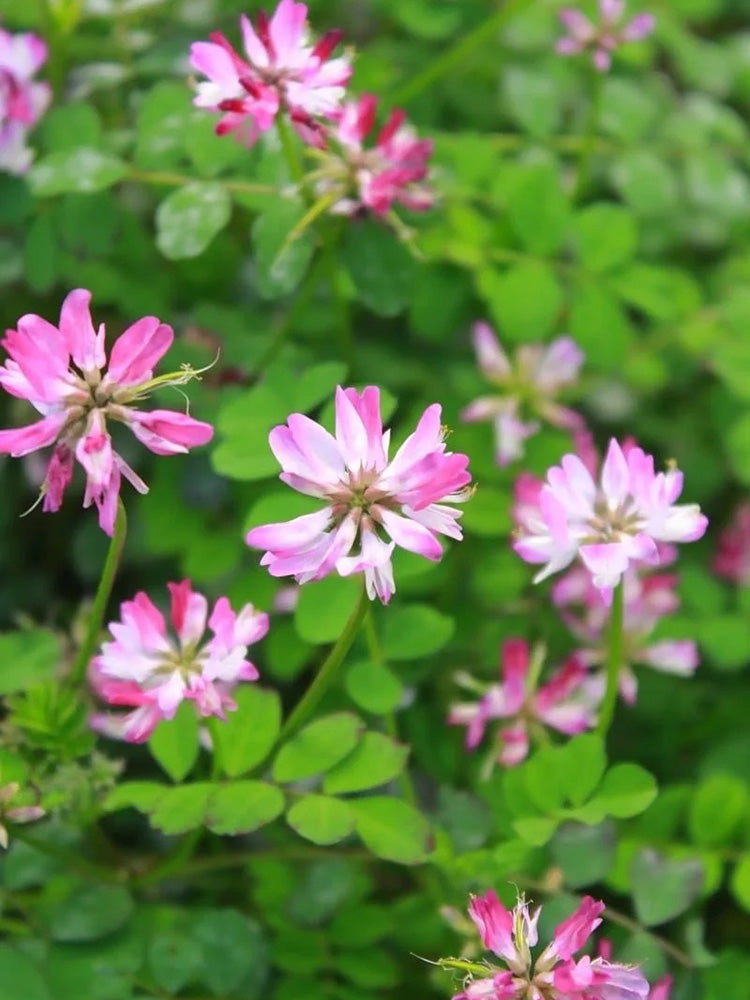 Chinese Milkvetch