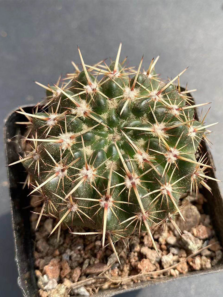 Parodia submammulosus