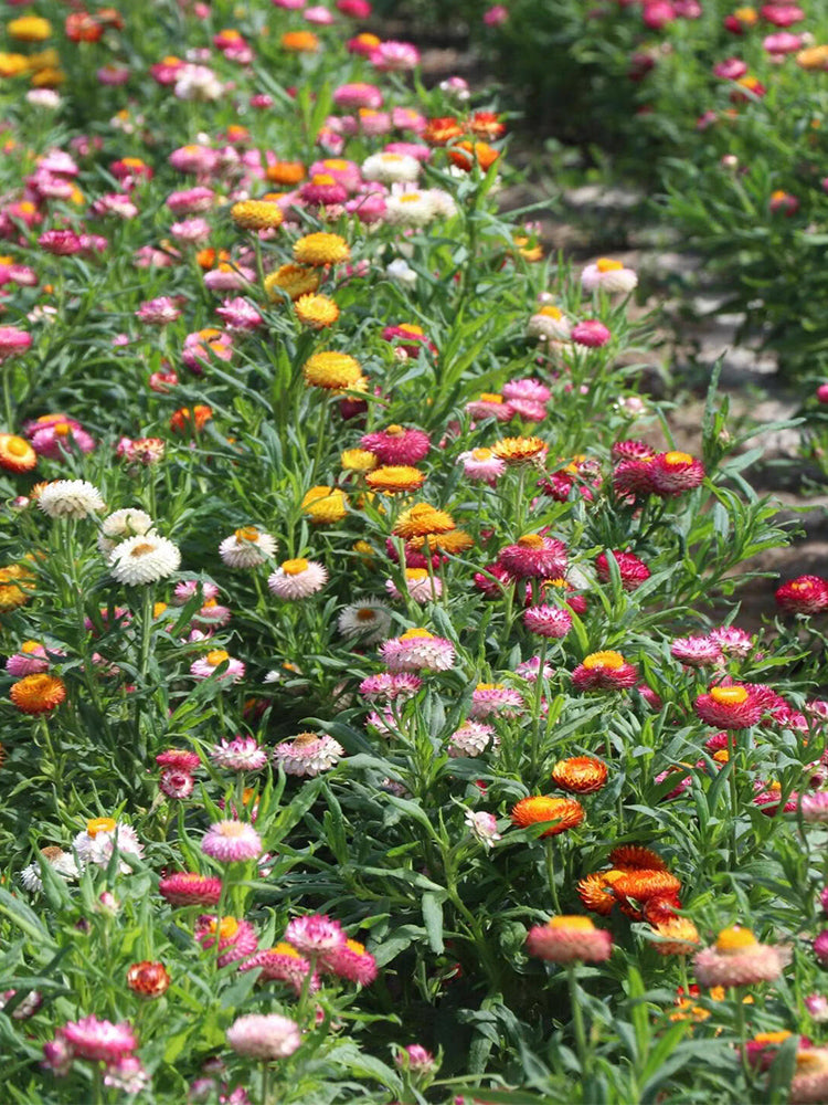 Tall Strawflower Mix