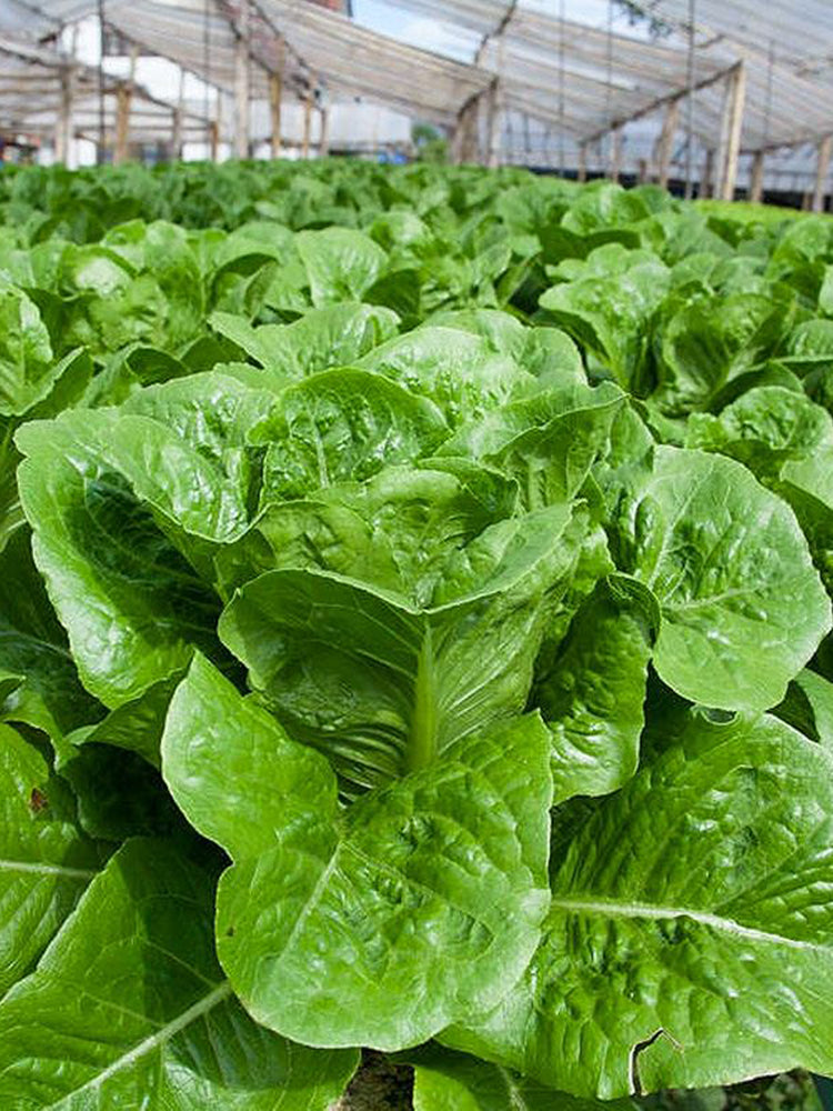 Jiemei Peacock Lettuce