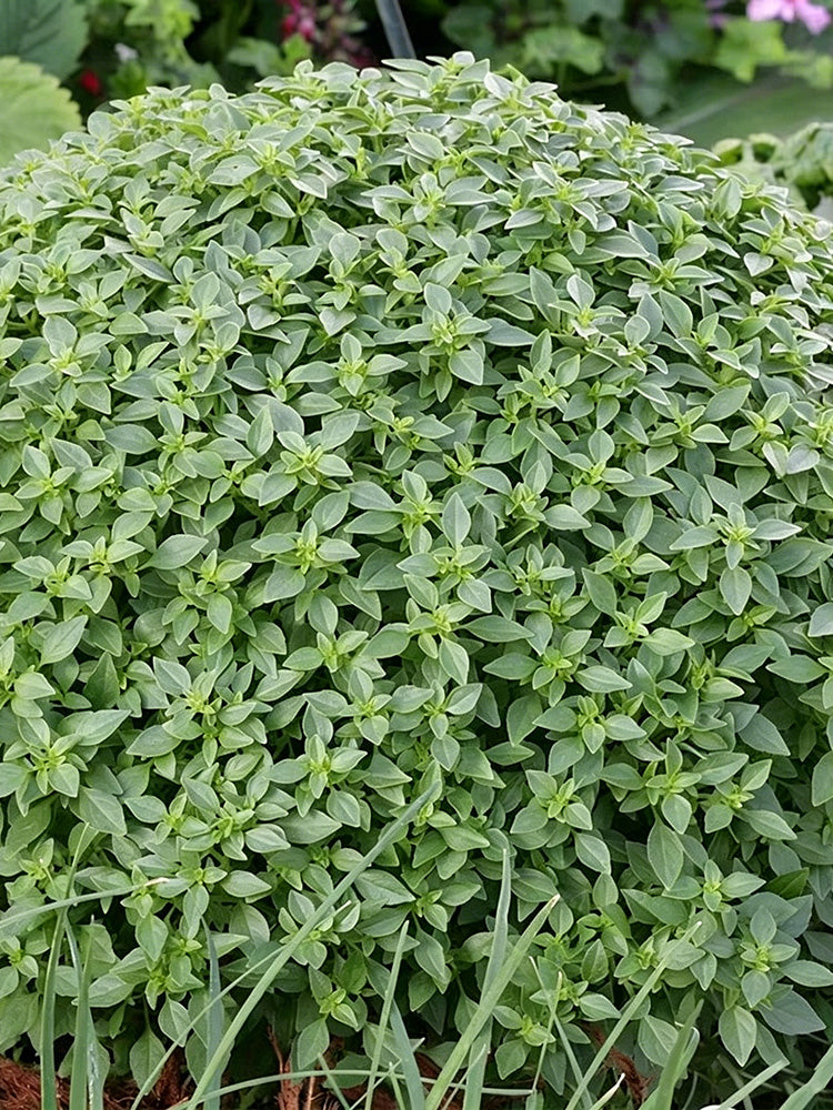 Aristotle Basil