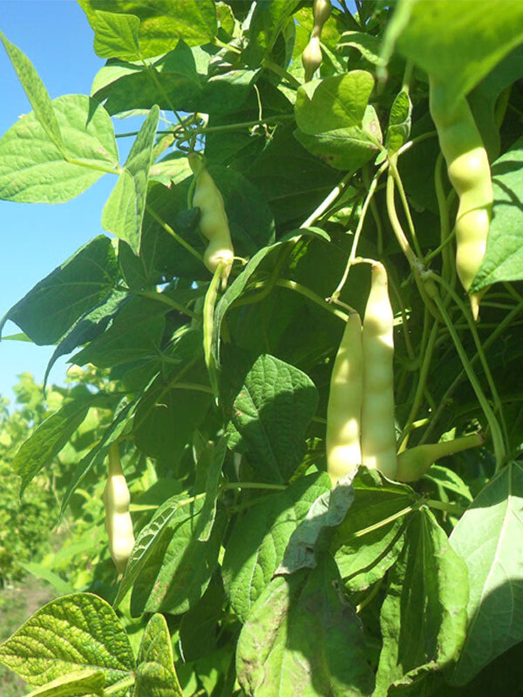 'Rabbit's White Eye' Oil Bean