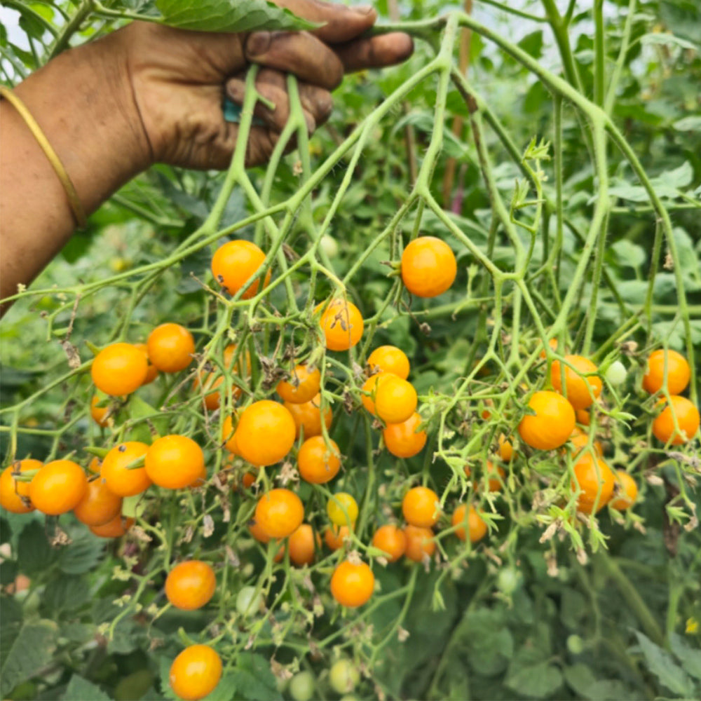 714 Orange Centiflor Tomato