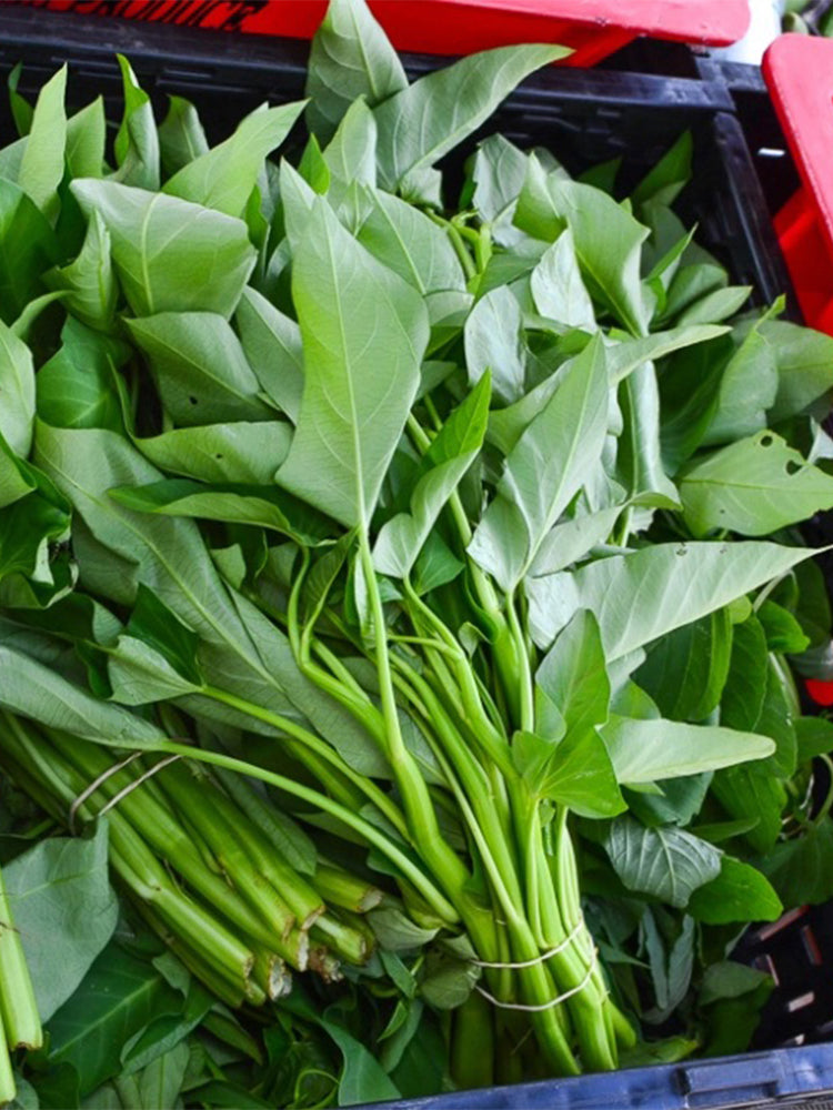 Thai Large Leaf Water Spinach
