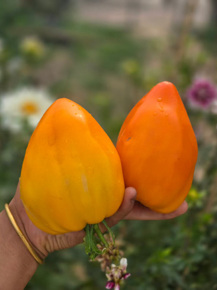 1059 Tatiana's Orange Heart Tomato