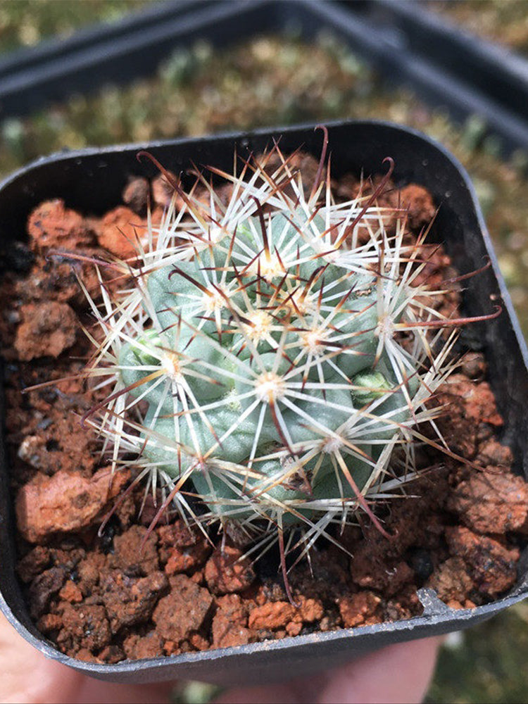 Cochemiea schumannii