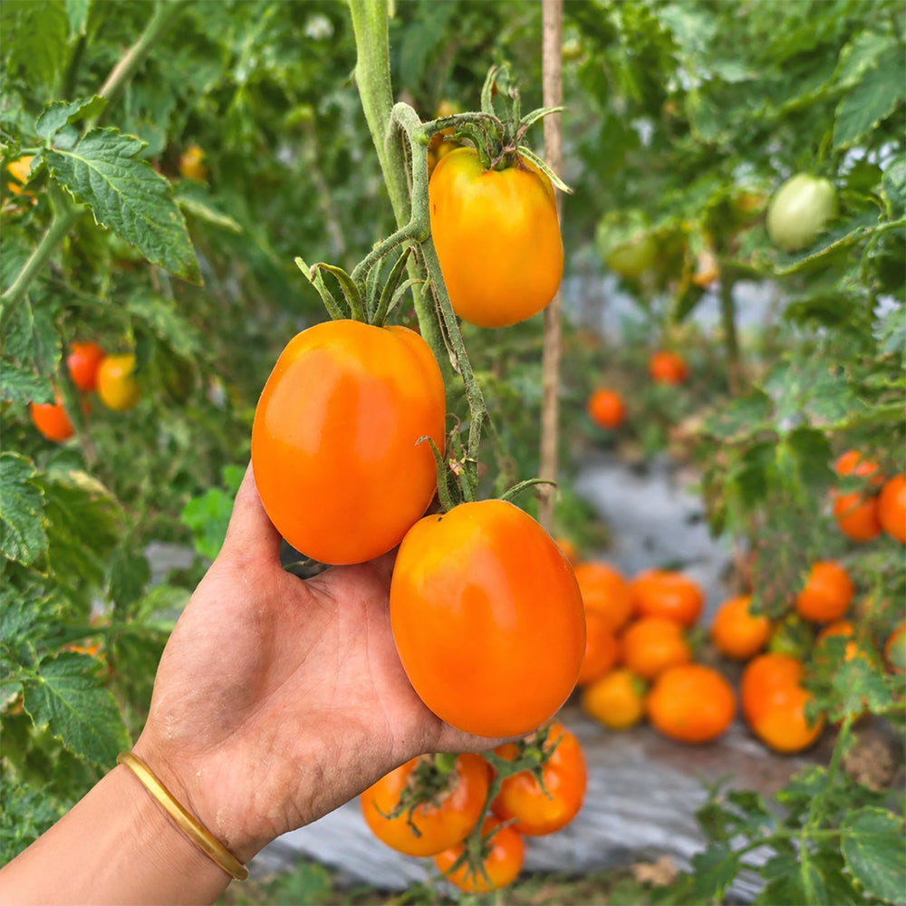 1142 Orange Peach Tomato