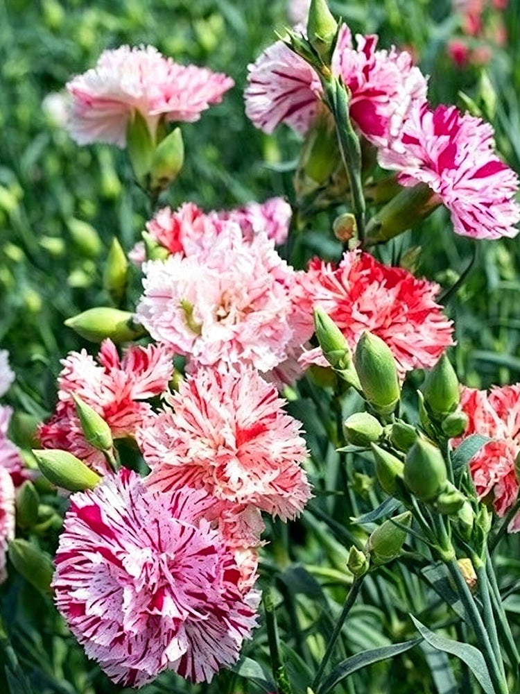 Frilly Mixed Carnation